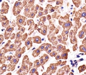 IHC testing of FFPE human liver tissue with ATP5B antibody. HIER: steam section in pH6 citrate buffer for 20 min and allow to cool prior to staining.