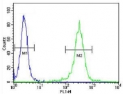 Flow cytometry testing of fixed and permeabilized human WiDr cells with ATP5B antibody; Blue=isotype control, Green= ATP5B antibody.