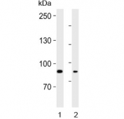 Western blot testing of 1) human A549 and 2) rat lung lysate with IDUA antibody. Expected molecular weight: 74-85 kDa.