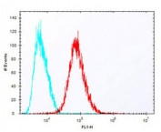 Flow cytometry testing of fixed and permeabilized human HepG2 cells with IDUA antibody; Blue=isotype control, Red= IDUA antibody.