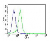 Flow cytometry testing of fixed and permeabilized human HeLa cells with IDUA antibody; Blue=isotype control, Green= IDUA antibody.