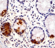 IHC testing of FFPE human small intestine tissue with REG3G antibody. HIER: steam section in pH6 citrate buffer for 20 min and allow to cool prior to staining.