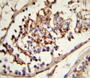IHC testing of FFPE human testis tissue with GLUL antibody. HIER: steam section in pH6 citrate buffer for 20 min and allow to cool prior to staining.