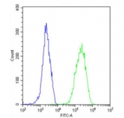 Flow cytometry testing of fixed and permeabilized human HeLa cells with CALR antibody; Blue=isotype control, Green= CALR antibody.