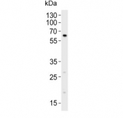 Western blot testing of mouse NIH 3T3 cell lysate with RYK antibody. Predicted molecular weight ~68 kDa.
