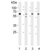 Western blot testing of human 1) Daudi, 2) brain, 3) pancreas and 4) heart lysate with PACSIN1 antibody. Predicted molecular weight ~50 kDa.