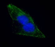 Immunofluorescent staining of fixed and permeabilized human U-2 OS cells with EPS8 antibody (green) and DAPI nuclear stain (blue).