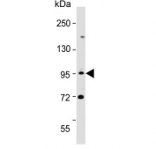 Western blot testing of human HeLa cell lysate with EPS8 antibody. Expected molecular weight: 92-97 kDa.