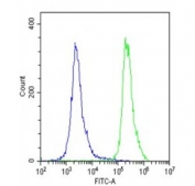 Flow cytometry testing of fixed and permeabilized human U-2 OS cells with EPS8 antibody; Blue=isotype control, Green= EPS8 antibody.