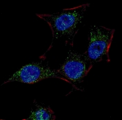 Immunofluorescent staining of fixed and permeabilized human HeLa cells with SCAP antibody (green), DAPI nuclear stain (blue) and anti-Actin (red).