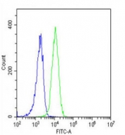 Flow cytometry testing of fixed and permeabilized human K562 cells with SCAP antibody; Blue=isotype control, Green= SCAP antibody.