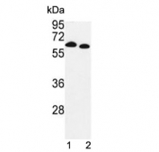 Western blot testing of mouse 1) liver and 2) kidney lysate with PRODH antibody. Predicted molecular weight: 68 kDa.