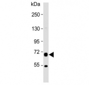 Western blot testing of human MDA-MB-468 cell lysate with PRODH antibody. Predicted molecular weight: 68 kDa.