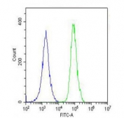 Flow cytometry testing of fixed and permeabilized human A549 cells with PRODH antibody; Blue=isotype control, Green= PRODH antibody.