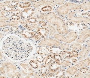 IHC testing of FFPE human kidney tissue with Glutaminase antibody. HIER: steam section in pH6 citrate buffer for 20 min and allow to cool prior to staining.