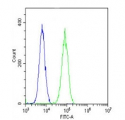 Flow cytometry testing of fixed and permeabilized human U-2 OS cells with Glutaminase antibody; Blue=isotype control, Green= Glutaminase antibody.