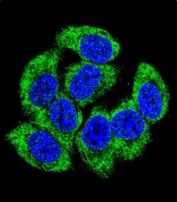 Immunofluorescent staining of fixed and permeabilized human 293 cells with GCLM antibody (green) and DAPI nuclear stain (blue).