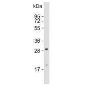 Western blot testing of human HeLa cell lysate with GCLM antibody. Predicted molecular weight ~31 kDa.