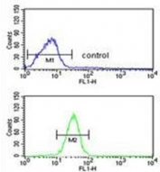 Flow cytometry testing of fixed and permeabilized human 293 cells with GCLM antibody; Blue=isotype control, Green= GCLM antibody.