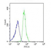 Flow cytometry testing of fixed and permeabilized human U-2 OS cells with CDC73 antibody; Blue=isotype control, Green= CDC73 antibody.