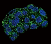 Immunofluorescent staining of fixed and permeabilized human HepG2 cells with GPX1 antibody (green) and DAPI nuclear stain (blue).