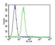 Flow cytometry testing of fixed and permeabilized human K562 cells with TIMP2 antibody; Blue=isotype control, Green= TIMP2 antibody.