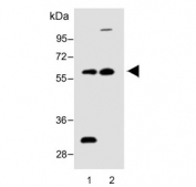 Western blot testing of human 1) liver and 2) HepG2 lysate with FADS2 antibody. Predicted molecular weight ~52 kDa.