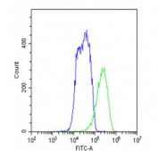 Flow cytometry testing of fixed and permeabilized human HepG2 cells with FADS2 antibody; Blue=isotype control, Green= FADS2 antibody.