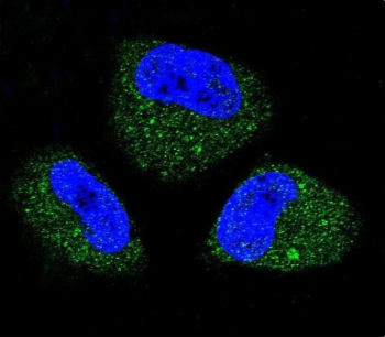 Immunofluorescent staining of fixed and permeabilized human NCI-H460 cells with HSPA5 antibody (green) and DAPI nuclear stain (blue).