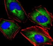 Immunofluorescent staining of fixed and permeabilized human HeLa cells with NKG2A antibody (green), DAPI nuclear stain (blue) and anti-Actin (red).