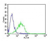 Flow cytometry testing of fixed and permeabilized human Jurkat cells with NKG2A antibody; Blue=isotype control, Green= NKG2A antibody.