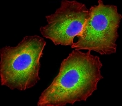 Immunofluorescent staining of fixed and permeabilized human HepG2 cells with Fetuin-A antibody (green), DAPI nuclear stain (blue) and anti-Actin (red).