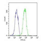 Flow cytometry testing of fixed and permeabilized human HepG2 cells with Fetuin-A antibody; Blue=isotype control, Green= Fetuin-A antibody.