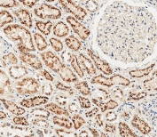 IHC testing of FFPE human kidney tissue with Cathepsin A antibody. HIER: steam section in pH6 citrate buffer for 20 min and allow to cool prior to staining.