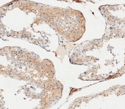 IHC testing of FFPE human testis tissue with Cathepsin A antibody. HIER: steam section in pH6 citrate buffer for 20 min and allow to cool prior to staining.