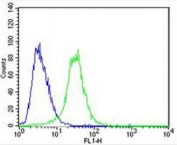 Flow cytometry testing of fixed and permeabilized human U-87 MG cells with Carboxylesterase 2 antibody; Blue=isotype control, Green= Carboxylesterase 2 antibody.