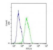 Flow cytometry testing of fixed and permeabilized human MCF7 cells with Carboxylesterase 2 antibody; Blue=isotype control, Green= Carboxylesterase 2 antibody.