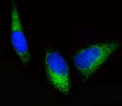 Immunofluorescent staining of fixed and permeabilized human HeLa cells with BCKDHB antibody (green) and DAPI nuclear stain (blue).
