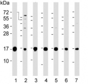 Western blot testing of human 1) HeLa, 2) 293, 3) HepG2, 4) NCI-H460, 5) SK-B-R3, 6) placent and 7) mouse colon lysate with IFITM3 antibody. Predicted molecular weight: ~15/17 kDa (unmodified/lipidated).