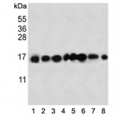 Western blot testing of human 1) HeLa, 2) 293, 3) A549, 4) NCI-H460, 5) HepG2, 6) SK-B-R3 and 7) A375 cell lysate with IFITM3 antibody. Predicted molecular weight: ~15/17 kDa (unmodified/lipidated).