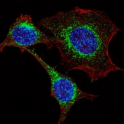 Immunofluorescent staining of fixed and permeabilized human HeLa cells with IFITM3 antibody (green), DAPI nuclear stain (blue) and anti-Actin (red).