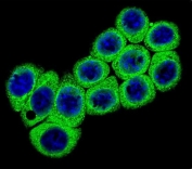 Immunofluorescent staining of fixed and permeabilized human 293 cells with DLL3 antibody (green) and DAPI nuclear stain (blue).