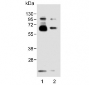 Western blot testing of human 1) TT and 2) brain lysate with DLL3 antibody. Predicted molecular weight: ~65 kDa.