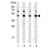 Western blot testing of human 1) NCI-H460, 2) HeLa, 3) HCT-116 and 4) mouse Neuro-2a cell lysate with MCT4 antibody. Predicted molecular weight ~50 kDa.
