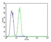 Flow cytometry testing of fixed and permeabilized human K562 cells with Cytokeratin 12 antibody; Blue=isotype control, Green= Cytokeratin 12 antibody.