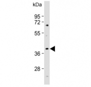 Western blot testing of human brain lysate with ELAVL2 antibody. Predicted molecular weight ~40 kDa.