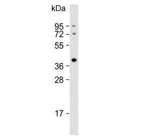 Western blot testing of mouse brain lysate with ELAVL2 antibody. Predicted molecular weight ~40 kDa.
