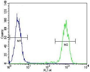 Flow cytometry testing of fixed and permeabilized human K562 cells with ELAVL2 antibody; Blue=isotype control, Green= ELAVL2 antibody.