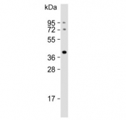 Western blot testing of mouse brain lysate with ELAVL2 antibody. Predicted molecular weight ~40 kDa.