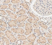 IHC testing of FFPE human kidney tissue with SGPP1 antibody. HIER: steam section in pH9 EDTA for 20 min and allow to cool prior to staining.